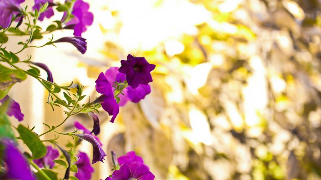 Cattleya Luxury Suites Kingston Camera foto